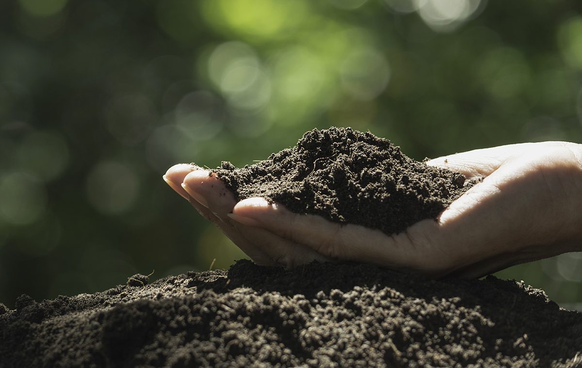 Der Alleskönner Kompost - zur Naturdüngung & Bodenverbesserung (Humusaufbau), für Garten- & Gemüsebau